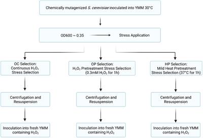 Physiological and Molecular Characterization of an Oxidative Stress-Resistant Saccharomyces cerevisiae Strain Obtained by Evolutionary Engineering